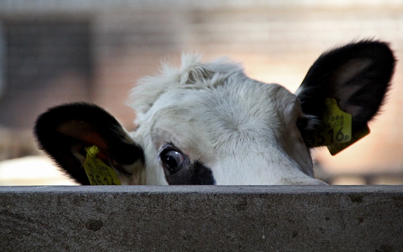 Crossing HR Borders: Verandering door frugal innovatie