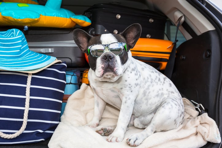 Op vakantie met de bedrijfswagen: FAQ