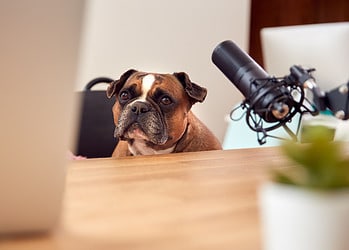 Dit zijn de 10 populairste Podcasts van 2022