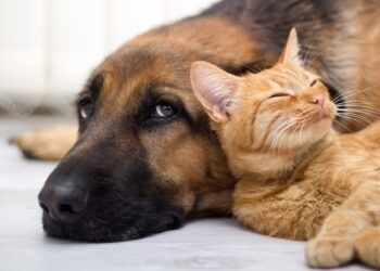 Peternity leave: trend of gimmick?