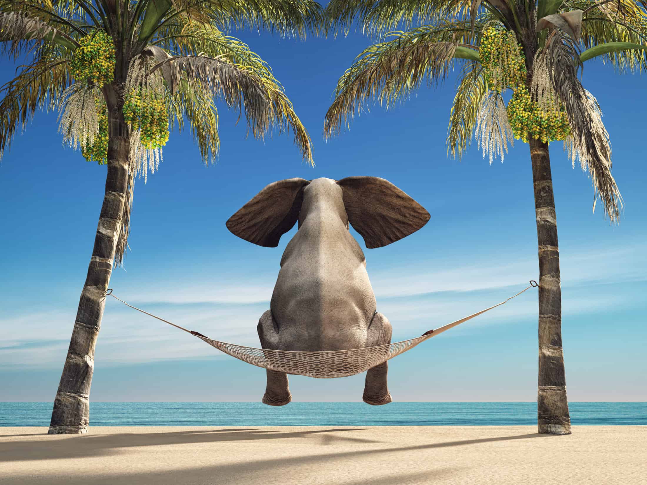 An elephant sitting in a hammock on the beach and look at sea. This is a 3d render illustration