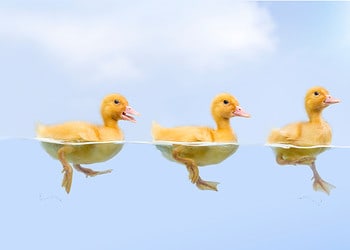 Successieplanning op C-level is een uitdaging voor de helft van de bedrijven