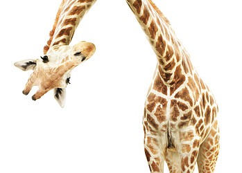 Rekrutering heruitgevonden?