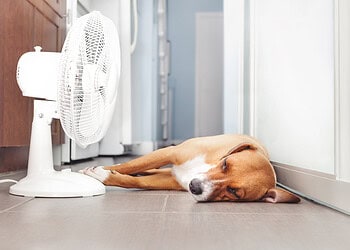 Welke maatregelen moet een werkgever nemen bij een hittegolf