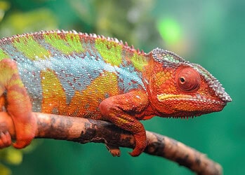 De medewerker van de toekomst is een kameleon