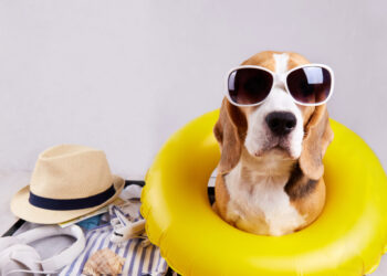 90% van overgedragen vakantiedagen uit 2024 nog niet opgenomen